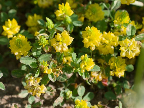 <h3>Trifolium&nbsp;campestre / Field&nbsp;clover / Liggende&nbsp;klaver</h3>OM-1 Mark II met OLYMPUS M.150-400mm F4.5 TC, 1/2000 sec  bij F5.6, ISO 1250, afstand 1.95&nbsp;m